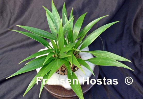 Hosta Tortifrons