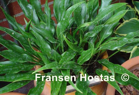 Hosta Tortifrons