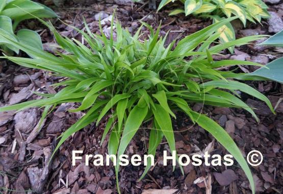 Hosta Tortifrons