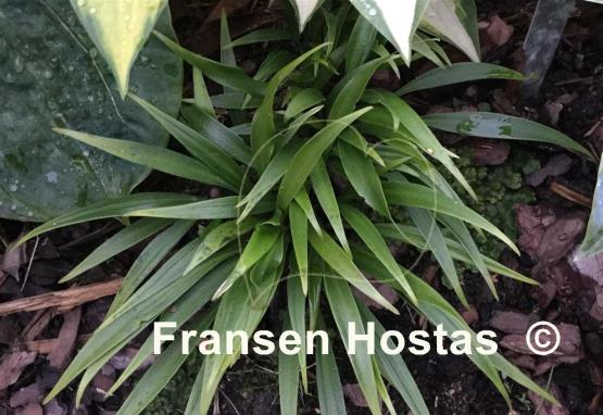 Hosta Tortifrons