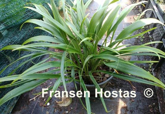Hosta Tortifrons