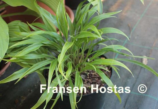 Hosta Tortifrons