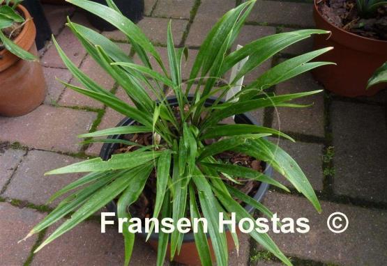 Hosta Tortifrons