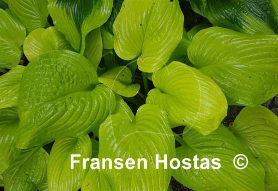Hosta Tortilla Chip