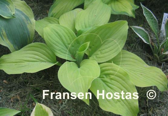 Hosta Tortilla Chip