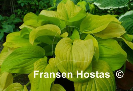 Hosta Tortilla Chip