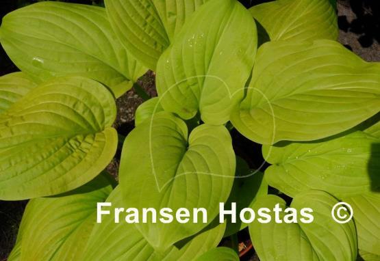 Hosta Tortilla Chip