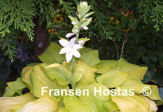 Hosta Tortilla Chip
