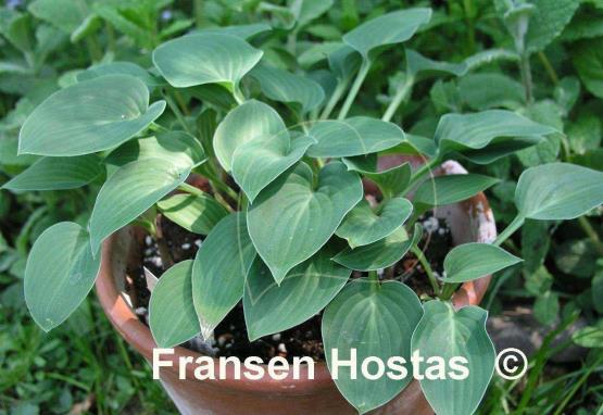 Hosta Tot Tot