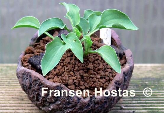 Hosta Tot Tot