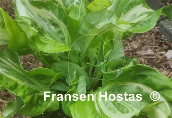 Hosta Totally Awe Sum