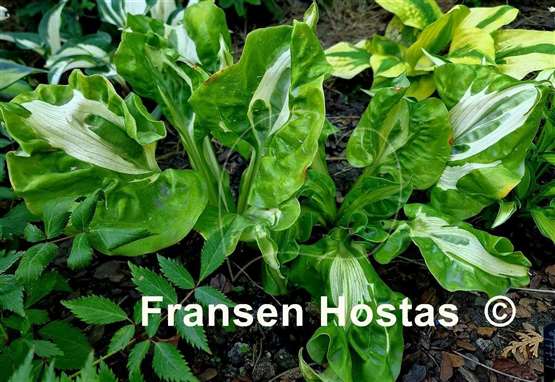 Hosta Totally Awe Sum