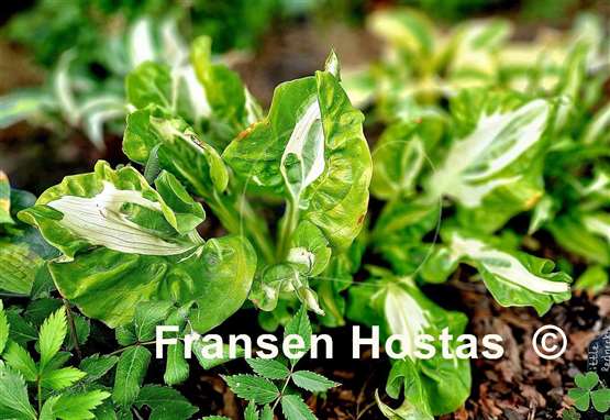 Hosta Totally Awe Sum