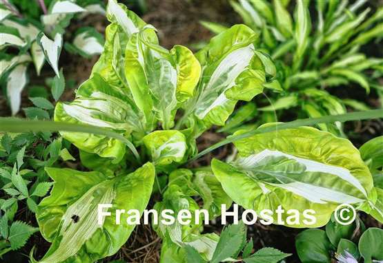 Hosta Totally Awe Sum