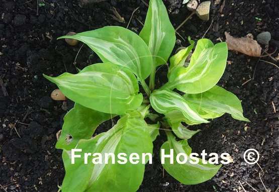 Hosta Totally Awe Sum