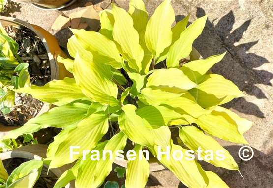 Hosta Totally Twisted