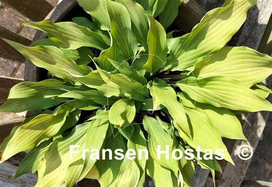 Hosta Totally Twisted