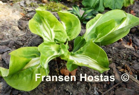 Hosta Totally Awe Sum