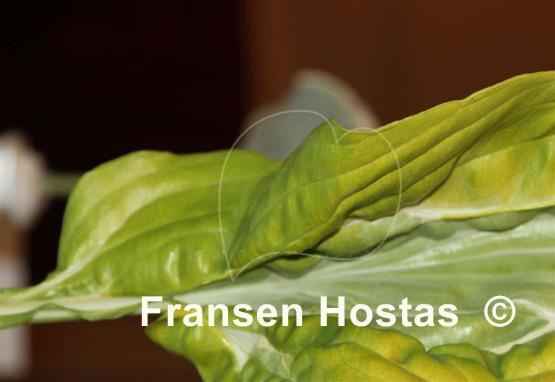 Hosta Totally Awe Sum