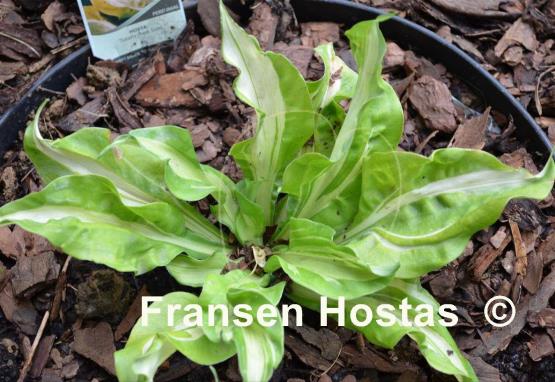 Hosta Totally Awe Sum