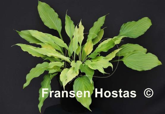 Hosta Totally Twisted