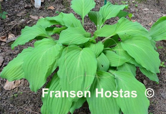 Hosta Totally Twisted
