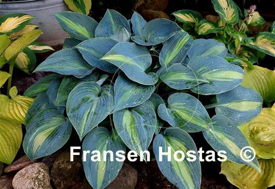 Hosta Touch of Class
