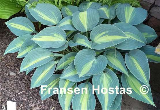 Hosta Touch of Class