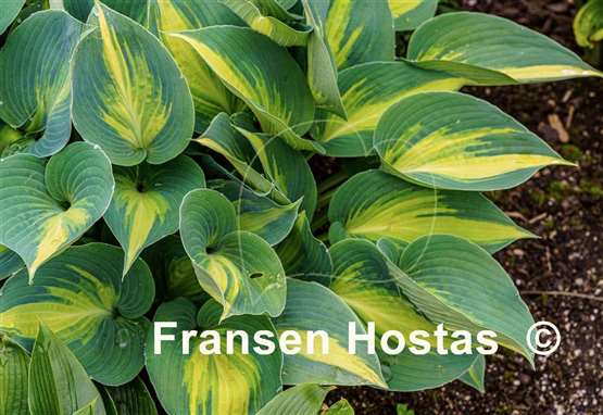 Hosta Touch of Class
