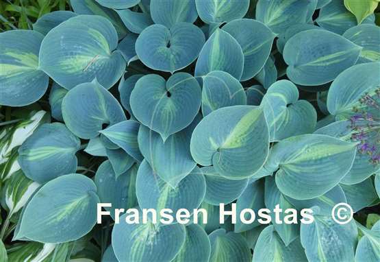 Hosta Touch of Class