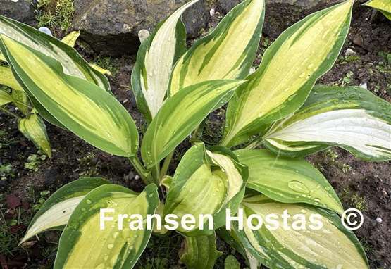 Hosta Touch of Flame