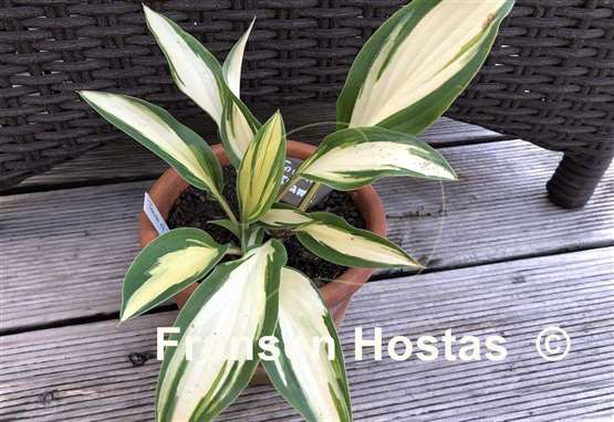Hosta Touch of Flame