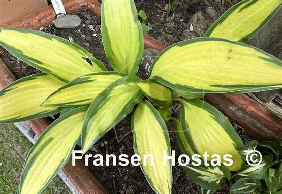 Hosta Touch of Flame