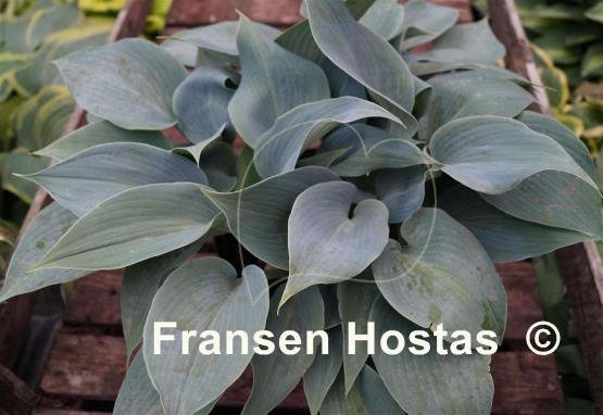 Hosta Touch of Frost