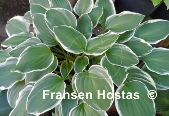 Hosta Touchstone