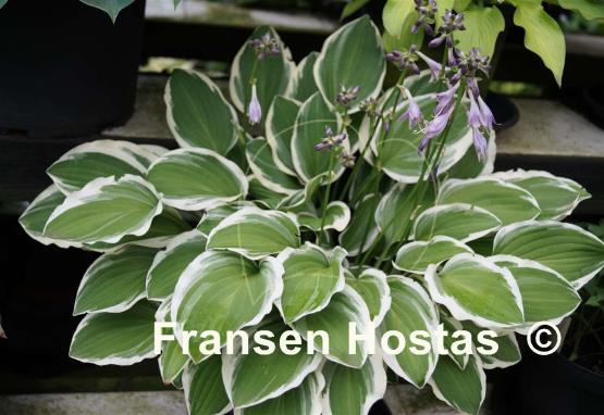 Hosta Touchstone