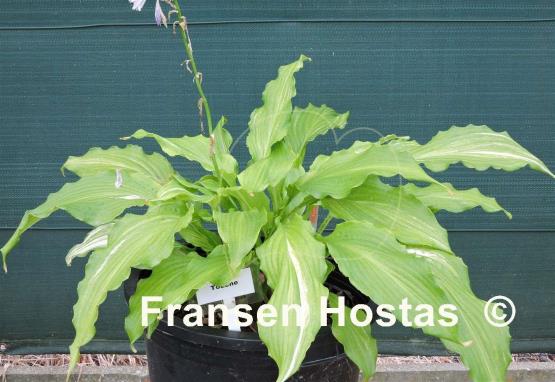 Hosta Touché