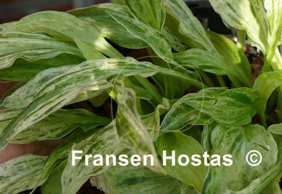 Hosta Tower of London