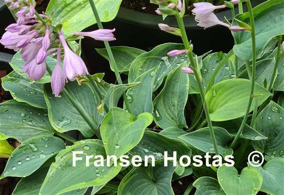 Hosta Toy Soldier