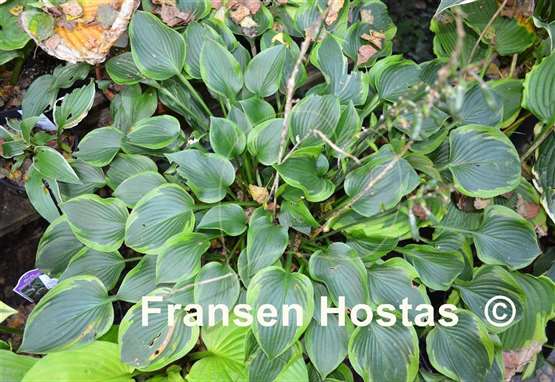 Hosta Toy Soldier