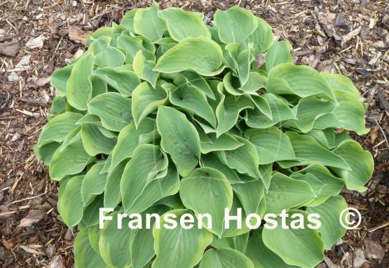 Hosta Toy Soldier