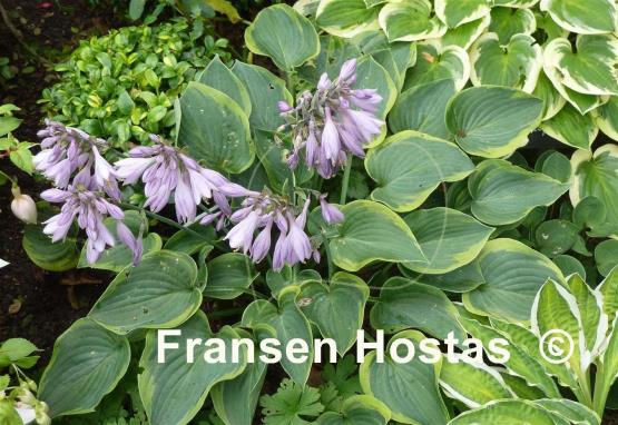 Hosta Toy Soldier