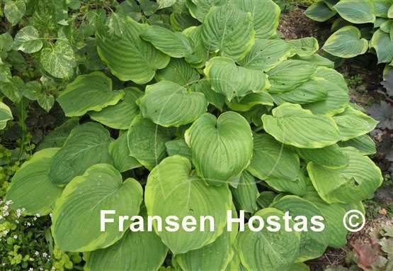 Hosta Treasure Hunt