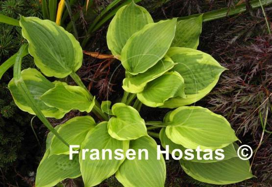 Hosta Treasure Hunt