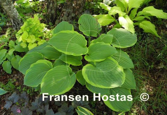 Hosta Treasure Hunt