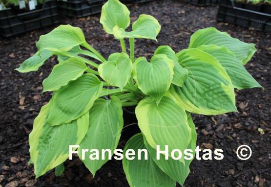 Hosta Treasure Hunt