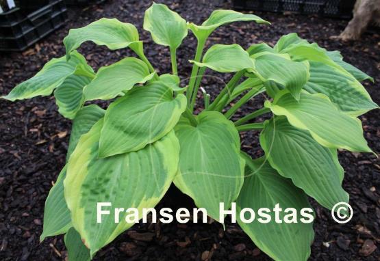 Hosta Treasure Hunt