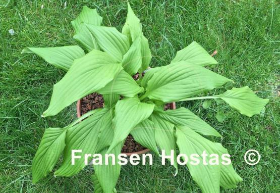 Hosta Tremors
