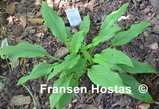 Hosta Tremors