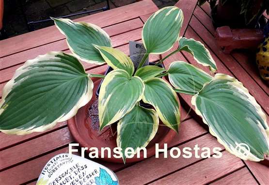 Hosta Trendsetter